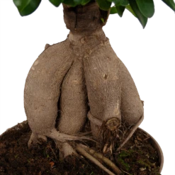 Ficus Microcarpa Ginseng - Bonsai - P20 H45 - Kamerplant -FloraHome Verkoopwinkel ficus microcarpa ginseng bonsai p20 h45 6