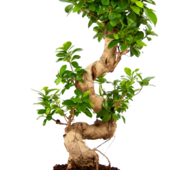 Ficus Microcarpa Ginseng - Bonsai - P21 H65 - Kamerplant -FloraHome Verkoopwinkel ficus microcarpa ginseng bonsai p21 h65 5