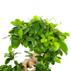Ficus Microcarpa Ginseng - Bonsai - P21 H65 - Kamerplant -FloraHome Verkoopwinkel ficus microcarpa ginseng bonsai p21 h65 6