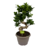 Ficus Microcarpa Ginseng - Bonsai - P25 H70 - Kamerplant -FloraHome Verkoopwinkel ficus microcarpa ginseng bonsai p25 h70 1
