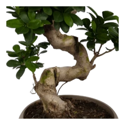 Voorkant -FloraHome Verkoopwinkel ficus microcarpa ginseng bonsai p25 h70 5