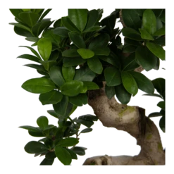 Ficus Microcarpa Ginseng - Bonsai - P25 H70 - Kamerplant -FloraHome Verkoopwinkel ficus microcarpa ginseng bonsai p25 h70 6