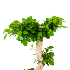 Ficus Microcarpa Ginseng - Bonsai - P29 H90 - Kamerplant -FloraHome Verkoopwinkel ficus microcarpa ginseng bonsai p29 h90 5