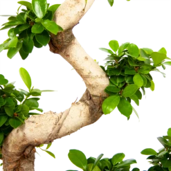 Ficus Microcarpa Ginseng - Bonsai - P29 H90 - Kamerplant -FloraHome Verkoopwinkel ficus microcarpa ginseng bonsai p29 h90 6