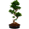 Ficus Microcarpa Ginseng In Zwarte Pot - Bonsai - P52 H100 - Kamerplant -FloraHome Verkoopwinkel ficus microcarpa ginseng bonsai p42 h90 4