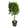 Ficus Microcarpa Nitida Op Gevlochten Stam - Treurvijg - P24 H100 - Kamerplant -FloraHome Verkoopwinkel ficus microcarpa nitida op gevlochten stam treurvijg p24 h100 1
