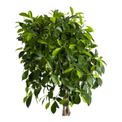 Ficus Microcarpa Nitida Op Gevlochten Stam - Treurvijg - P24 H100 - Kamerplant -FloraHome Verkoopwinkel ficus microcarpa nitida op gevlochten stam treurvijg p24 h100 2