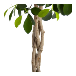 Ficus Microcarpa Nitida Op Gevlochten Stam - Treurvijg - P24 H100 - Kamerplant -FloraHome Verkoopwinkel ficus microcarpa nitida op gevlochten stam treurvijg p24 h100 3