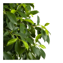 Ficus Microcarpa Nitida Op Gevlochten Stam - Treurvijg - P24 H100 - Kamerplant -FloraHome Verkoopwinkel ficus microcarpa nitida op gevlochten stam treurvijg p24 h100 4