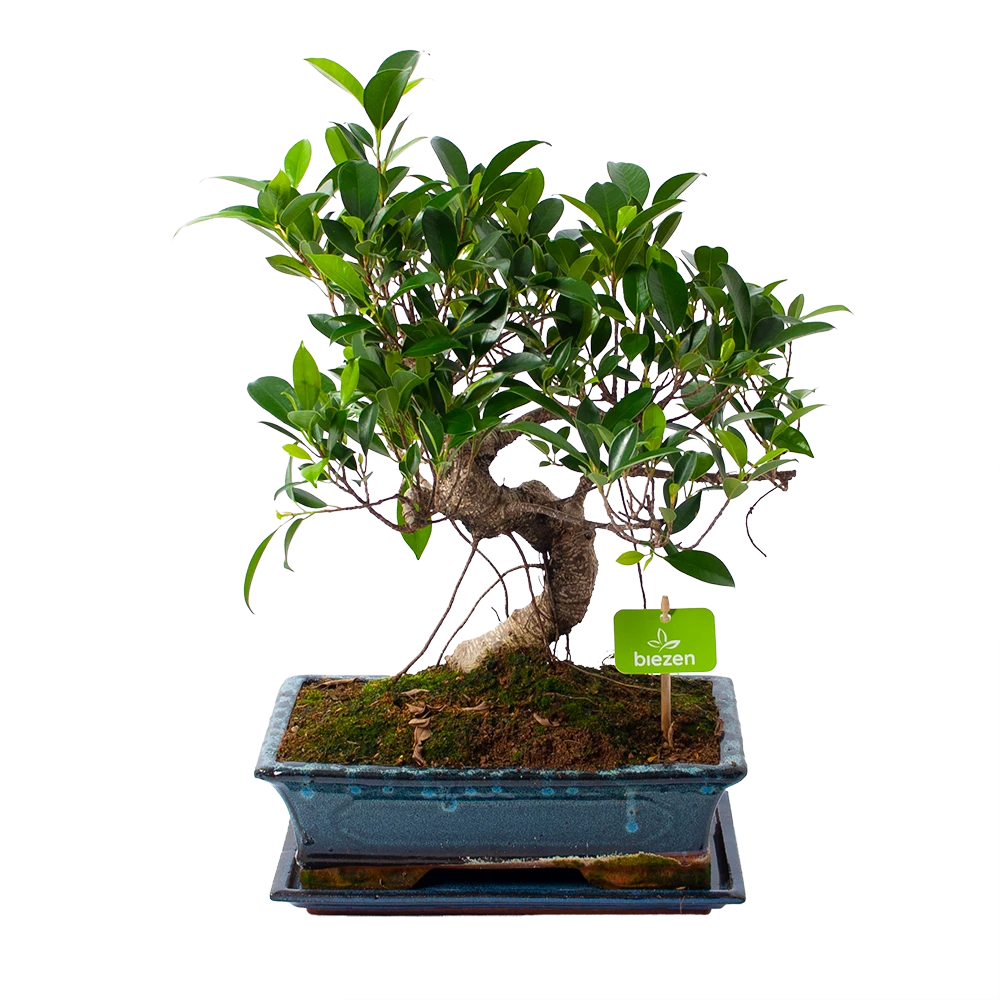 Ficus Retusa Taiwan - Bonsai - P29 H50 - Kamerplant 3 Ficus Retusa Taiwan - Bonsai - P29 H50 - Kamerplant