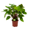 Homalomena Rubescens 'Maggy' - P19 H60 - Kamerplant -FloraHome Verkoopwinkel homalomena rubescens maggy p19 h60 1 2