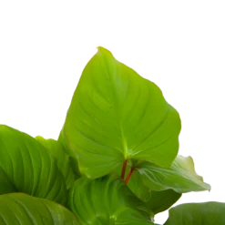 Homalomena Rubescens 'Maggy' - P19 H60 - Kamerplant -FloraHome Verkoopwinkel homalomena rubescens maggy p19 h60 5 2