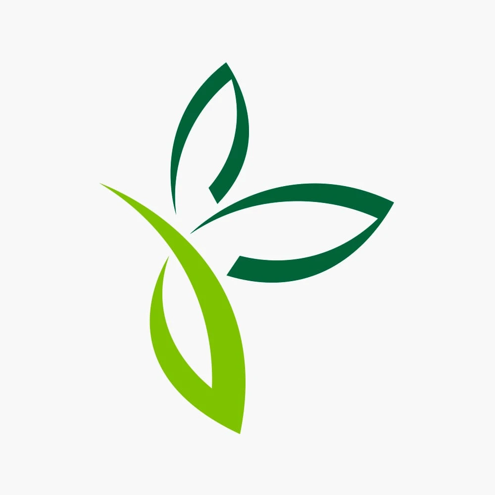 Kentiapalm - Howea Forsteriana - P17 H70 - Kamerplant 4 Kentiapalm - Howea Forsteriana - P17 H70 - Kamerplant - Afbeelding 2