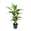 Kentiapalm - Howea Forsteriana - P19 H80 - Kamerplant 1 Kentiapalm - Howea Forsteriana - P19 H80 - Kamerplant -FloraHome Verkoopwinkel kentiapalm howea forsteriana p19 h80 1