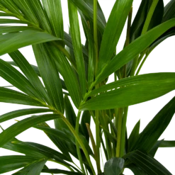 Kentiapalm - Howea Forsteriana - P19 H80 - Kamerplant -FloraHome Verkoopwinkel kentiapalm howea forsteriana p19 h80 6