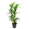 Kentiapalm - Howea Forsteriana - P19 H90 - Kamerplant -FloraHome Verkoopwinkel kentiapalm howea forsteriana p19 h90 1 1