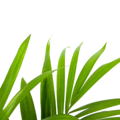 Kentiapalm - Howea Forsteriana - P19 H90 - Kamerplant -FloraHome Verkoopwinkel kentiapalm howea forsteriana p19 h90 5 1