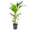 Kentiapalm - Howea Forsteriana - P21 H100 - Kamerplant -FloraHome Verkoopwinkel kentiapalm howea forsteriana p21 h100 4