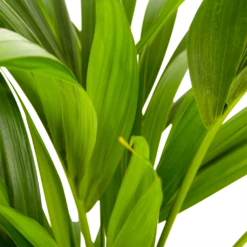 Kentiapalm - Howea Forsteriana - P21 H100 - Kamerplant -FloraHome Verkoopwinkel kentiapalm howea forsteriana p21 h100 5