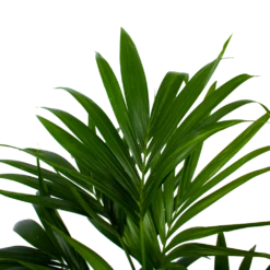 Kentiapalm - Howea Forsteriana - P21 H120 - Kamerplant -FloraHome Verkoopwinkel kentiapalm howea forsteriana p21 h120 5
