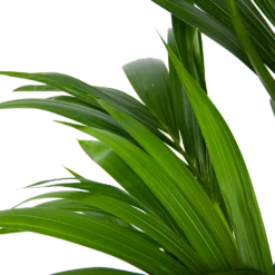 Kentiapalm - Howea Forsteriana - P21 H120 - Kamerplant -FloraHome Verkoopwinkel kentiapalm howea forsteriana p21 h120 6