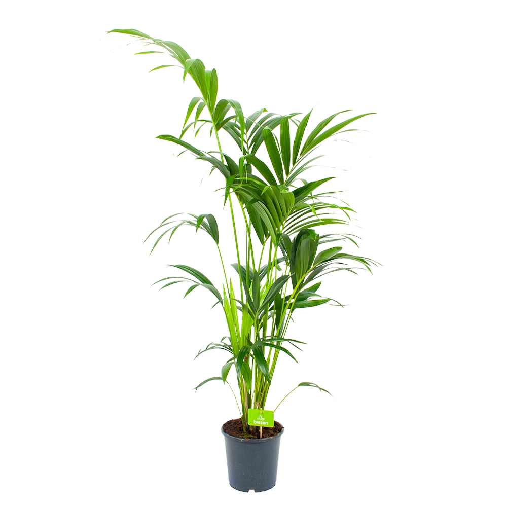 Kentiapalm - Howea Forsteriana - P21 H140 - Kamerplant 3 Kentiapalm - Howea Forsteriana - P21 H140 - Kamerplant