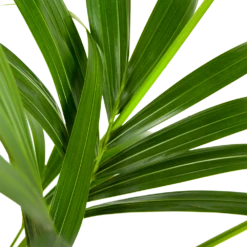 Kentiapalm - Howea Forsteriana - P21 H140 - Kamerplant 6 Kentiapalm - Howea Forsteriana - P21 H140 - Kamerplant -FloraHome Verkoopwinkel kentiapalm howea forsteriana p21 h140 5