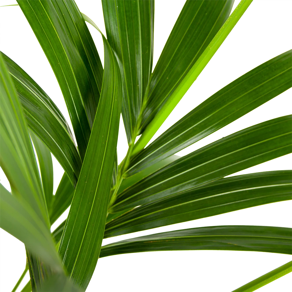 Kentiapalm - Howea Forsteriana - P21 H140 - Kamerplant 4 Kentiapalm - Howea Forsteriana - P21 H140 - Kamerplant - Afbeelding 2