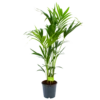 Kentiapalm - Howea Forsteriana - P24 H140 - Kamerplant -FloraHome Verkoopwinkel kentiapalm howea forsteriana p24 h140 1 1