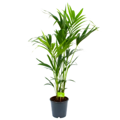 Kentiapalm - Howea Forsteriana - P24 H140 - Kamerplant 6 Kentiapalm - Howea Forsteriana - P24 H140 - Kamerplant -FloraHome Verkoopwinkel kentiapalm howea forsteriana p24 h140 1 2
