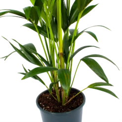 Kentiapalm - Howea Forsteriana - P24 H150 - Kamerplant -FloraHome Verkoopwinkel kentiapalm howea forsteriana p24 h150 2