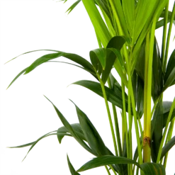 Kentiapalm - Howea Forsteriana - P24 H150 - Kamerplant -FloraHome Verkoopwinkel kentiapalm howea forsteriana p24 h150 3