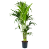 Kentiapalm - Howea Forsteriana - P24 H170 - Kamerplant -FloraHome Verkoopwinkel kentiapalm howea forsteriana p24cm h170cm 4