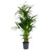 Kentiapalm - Howea Forsteriana - P27 H170 - Kamerplant