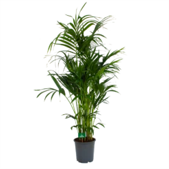 Kentiapalm - Howea Forsteriana - P27 H170 - Kamerplant 8 Kentiapalm - Howea Forsteriana - P27 H170 - Kamerplant -FloraHome Verkoopwinkel kentiapalm howea forsteriana p27 h170 4