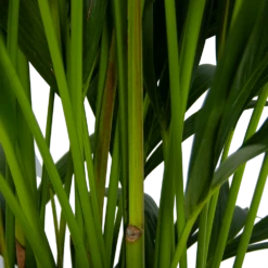 Kentiapalm - Howea Forsteriana - P27 H170 - Kamerplant 9 Kentiapalm - Howea Forsteriana - P27 H170 - Kamerplant -FloraHome Verkoopwinkel kentiapalm howea forsteriana p27 h170 5