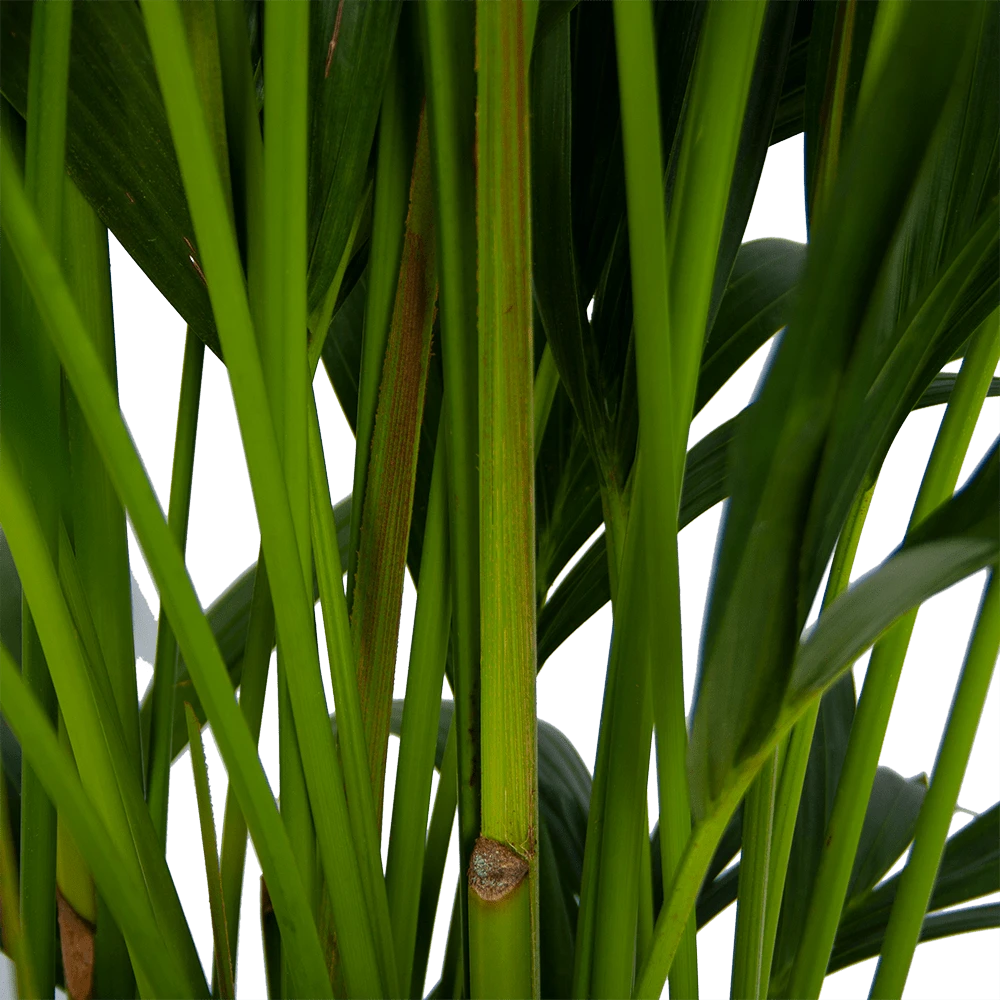 Kentiapalm - Howea Forsteriana - P27 H170 - Kamerplant 5 Kentiapalm - Howea Forsteriana - P27 H170 - Kamerplant - Afbeelding 3