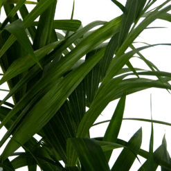 Kentiapalm - Howea Forsteriana - P27 H170 - Kamerplant 10 Kentiapalm - Howea Forsteriana - P27 H170 - Kamerplant -FloraHome Verkoopwinkel kentiapalm howea forsteriana p27 h170 6
