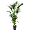 Kentiapalm - Howea Forsteriana - P27 H200 - Kamerplant -FloraHome Verkoopwinkel kentiapalm howea forsteriana p27cm h200cm 4