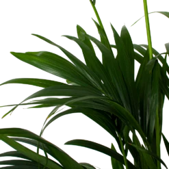 Kentiapalm - Howea Forsteriana - P27 H200 - Kamerplant -FloraHome Verkoopwinkel kentiapalm howea forsteriana p27cm h200cm 5