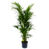 Kentiapalm - Howea Forsteriana - P32 H200 - Kamerplant -FloraHome Verkoopwinkel kentiapalm howea forsteriana p32 h200 1 1