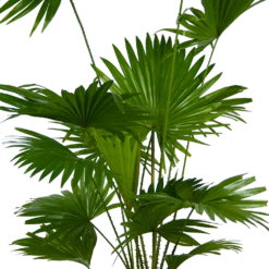 Livistona Rotundifolia - Chinese Schermpalm - P24 H100 - Kamerplant -FloraHome Verkoopwinkel livistona rotundifolia chinese schermpalm p24 h100 kamerplant 2