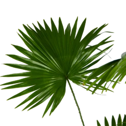 Livistona Rotundifolia - Chinese Schermpalm - P24 H100 - Kamerplant -FloraHome Verkoopwinkel livistona rotundifolia chinese schermpalm p24 h100 kamerplant 3