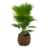 Livistona Rotundifolia In Gevlochten Caryota Pot - Chinese Schermpalm - P19 H50 - Kamerplant