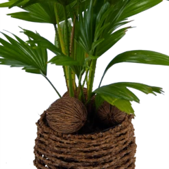 Livistona Rotundifolia In Gevlochten Caryota Pot - Chinese Schermpalm - P19 H50 - Kamerplant -FloraHome Verkoopwinkel livistona rotundifolia in pot chinese schermpalm p19 h50 kamerplant 2