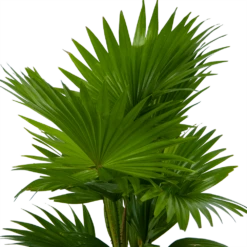 Livistona Rotundifolia In Gevlochten Caryota Pot - Chinese Schermpalm - P19 H50 - Kamerplant -FloraHome Verkoopwinkel livistona rotundifolia in pot chinese schermpalm p19 h50 kamerplant 3