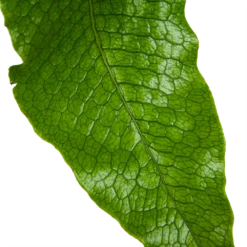 Microsorum Crocodyllus - Krokodillenvaren - P37 H85 - Kamerplant -FloraHome Verkoopwinkel microsorum crocodyllus krokodillenvaren p37 h85 kamerplant 3