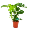 Monstera Deliciosa - Gatenplant - P21 H75 - Kamerplant 2 Monstera Deliciosa - Gatenplant - P21 H75 - Kamerplant -FloraHome Verkoopwinkel monstera deliciosa gatenplant p21 h75 4