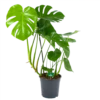 Monstera Deliciosa - Gatenplant - P24 H100 - Kamerplant -FloraHome Verkoopwinkel monstera deliciosa gatenplant p24 h100 kamerplant 1