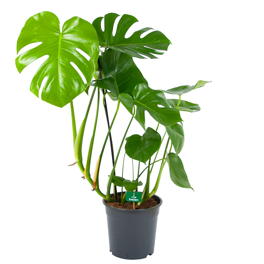 Monstera Deliciosa - Gatenplant - P24 H100 - Kamerplant 3 Monstera Deliciosa - Gatenplant - P24 H100 - Kamerplant